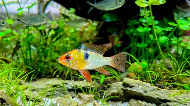 Aquarium fish Microgeophagus ramirezi, Ram cichlid  from Amazon river with some green plants and tetra fish