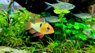 Akvaryum balığı mikrojeofagus ramirezi, Amazon nehrinden yeşil bitkilerle birlikte Ram cichlid.
