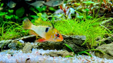 Akvaryum balığı mikrojeofagus ramirezi, Amazon nehrinden yeşil bitkilerle birlikte Ram cichlid.
