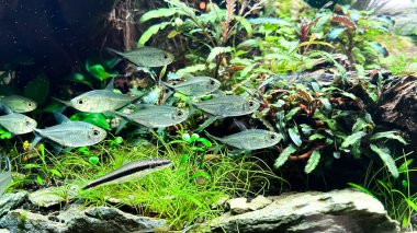 Yeşil bir akvaryumda Costae Tetra (Moenkhausia costaea) ile birlikte Siyam Algatıcısı (Crossocheilus oblongus)