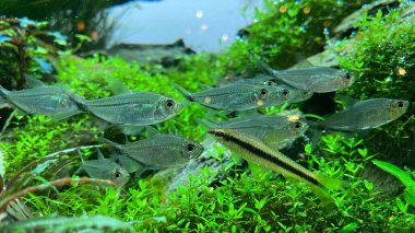 Yeşil bir akvaryumda Costae Tetra (Moenkhausia costaea) ile birlikte Siyam Algatıcısı (Crossocheilus oblongus)