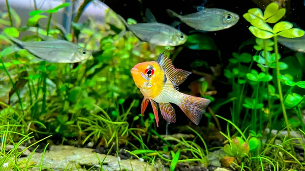 Aquarium Fish Microgeophagus Ramirezi Ram Cichlid Amazon River Some Green — Fotografia de Stock