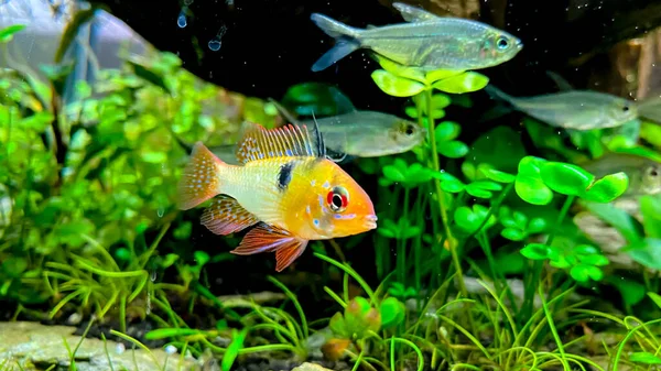 Aquarium Fish Microgeophagus Ramirezi Ram Cichlid Amazon River Some Green — Stock Photo, Image