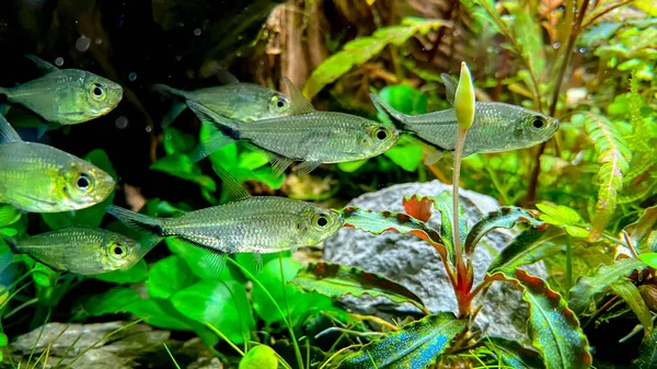 Rebanho Peixes Costae Tetra Moenkhausia Costaea Aquário Plantas Verdes — Fotografia de Stock