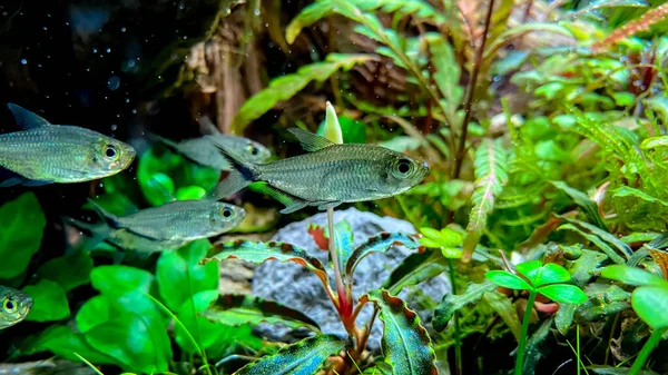 Fischschwärme Costae Tetra Moenkhausia Costaea Grünen Pflanzenaquarium — Stockfoto