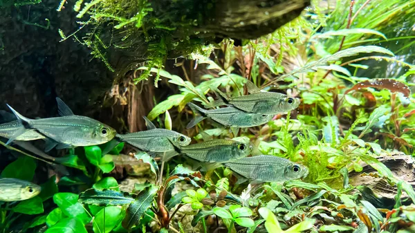 Troupeau Poissons Costae Tetra Moenkhausia Costaea Dans Aquarium Végétal Vert — Photo