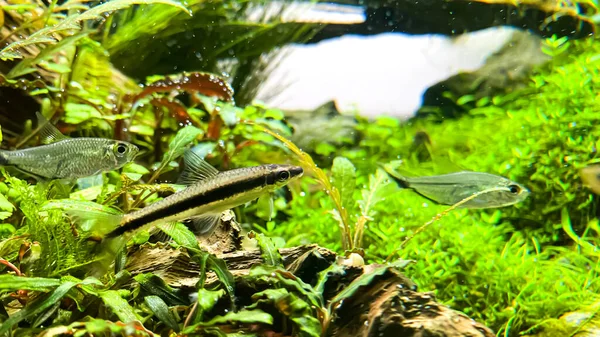 Comedor Algas Siamesas Crossocheilus Oblongus Com Bando Costae Tetra Moenkhausia — Fotografia de Stock