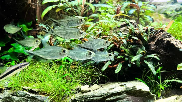 Gregge Pesci Costae Tetra Moenkhausia Costaea Nell Acquario Vegetale Verde — Foto Stock