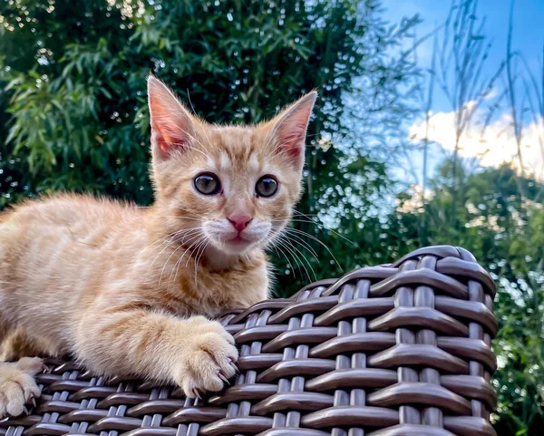 Cute Ginger Kitten Chairin Garden — ストック写真