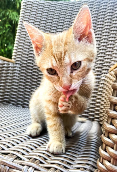 Cute Ginger Kitten Chairin Garden —  Fotos de Stock