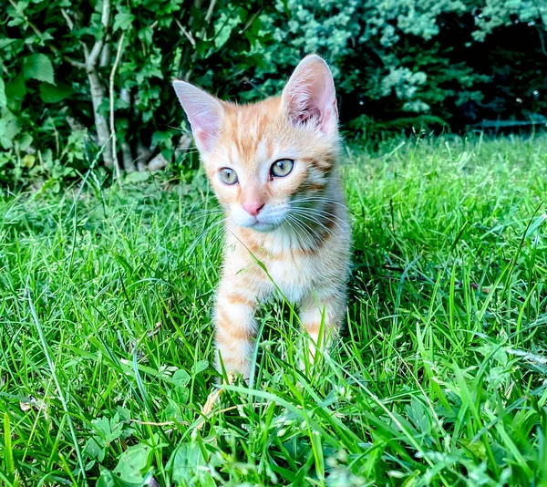 Cute Ginger Kitten Ground Garden — Stock Photo, Image