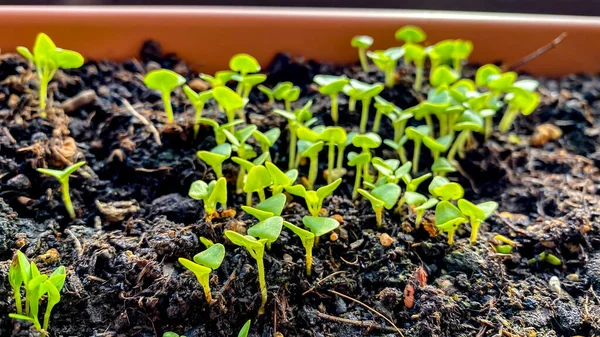 Crescendo Manjericão Semente Jardim Varanda Planta Manjericão Mudas Crescendo Vaso — Fotografia de Stock