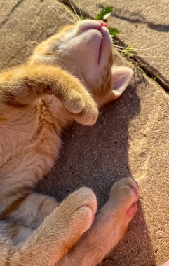 Bahçede yerde tatlı kızıl kedi yavrusu