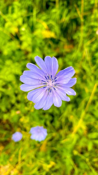 Meadows White Carpathians Common Chicory Cichorium Intybus Flowering Meadow — Stok Foto