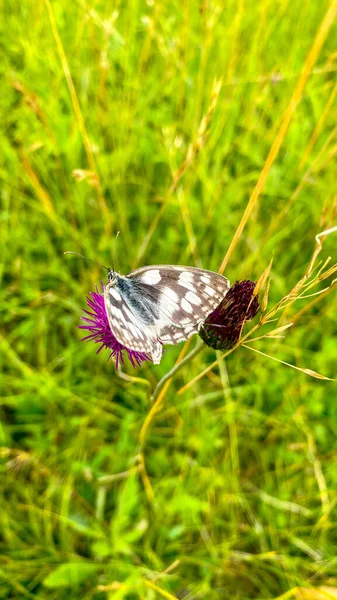 Meadows White Carpathians Melanargia Galanthea Alimentando Uma Flor Algas Branco — Fotografia de Stock