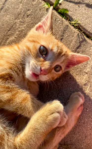 Cute Ginger Kitten Ground Garden — Foto de Stock