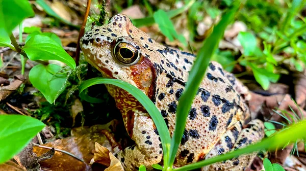 Common Frog Rana Temporaria Forest Moss Plants Leaves Wood Background — Stockfoto