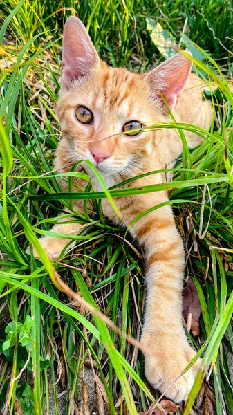 かわいい生姜子猫が草の中で遊ぶ — ストック写真