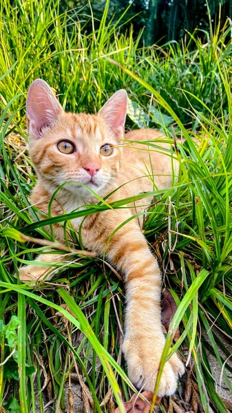 かわいい生姜子猫が草の中で遊ぶ — ストック写真