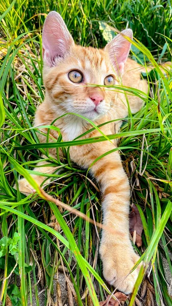 かわいい生姜子猫が草の中で遊ぶ ストックフォト