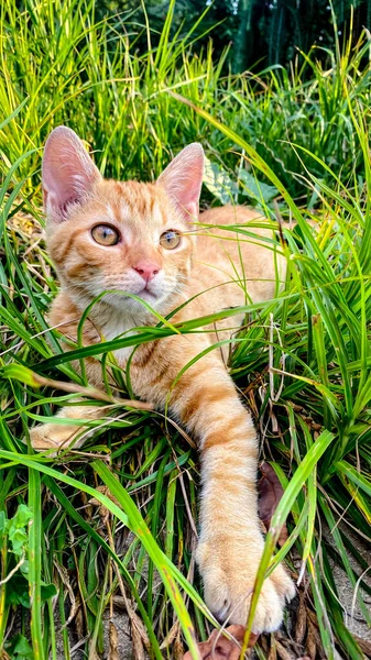 かわいい生姜子猫が草の中で遊ぶ ストック写真