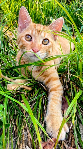 かわいい生姜子猫が草の中で遊ぶ ストック画像
