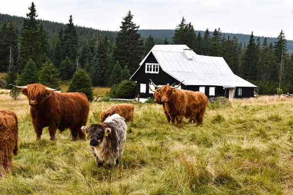 Highland Cattle Hamlet Jizerka Jizera Mountains Czech Republic ロイヤリティフリーのストック画像