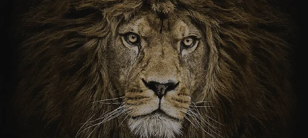  Bir Aslanın Portresi