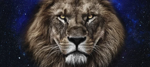cosmic portrait of a lion