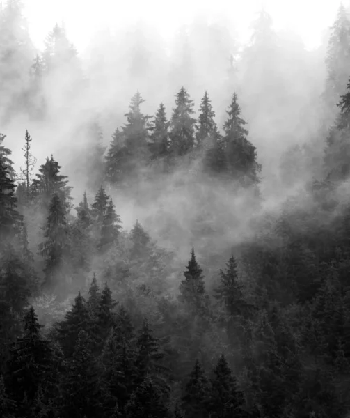 Black White Forest Fog Illustration Background Fog Mountains — Stock Photo, Image