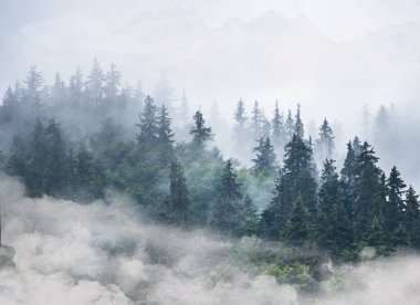 Orman sisli fotoğraf arkaplan şeffaf dağlar sisli arkaplan