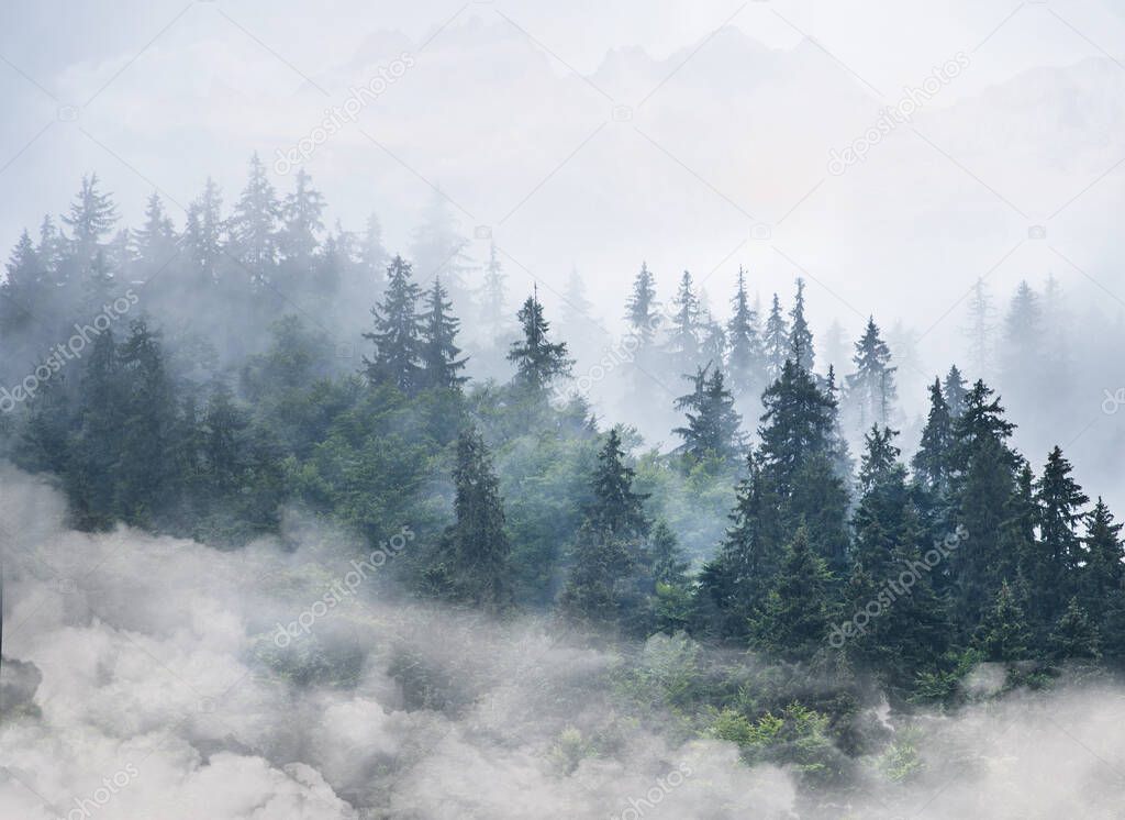 Forest in fog photo background translucent mountains foggy background