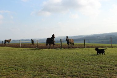 Atlar kışın tarlada