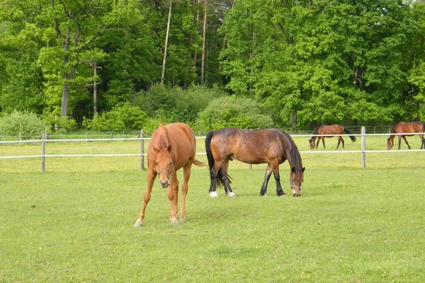 牧草地で幸せな馬の群れ — ストック写真