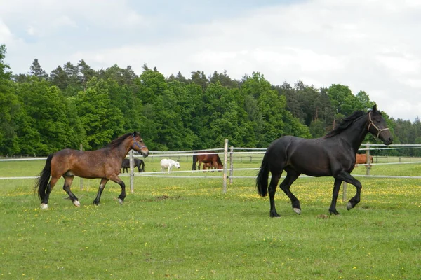 牧草地で2頭の馬と黒い馬と — ストック写真
