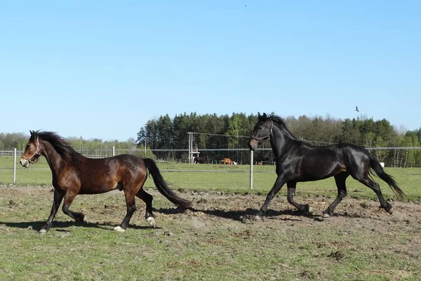 Dois Cavalos Felizes Pasto Cavalo Preto Cavalo Baía — Fotografia de Stock