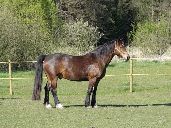 Krásný Welsh Cob Sekce Valach Ven Jeho Pastvině — Stock fotografie