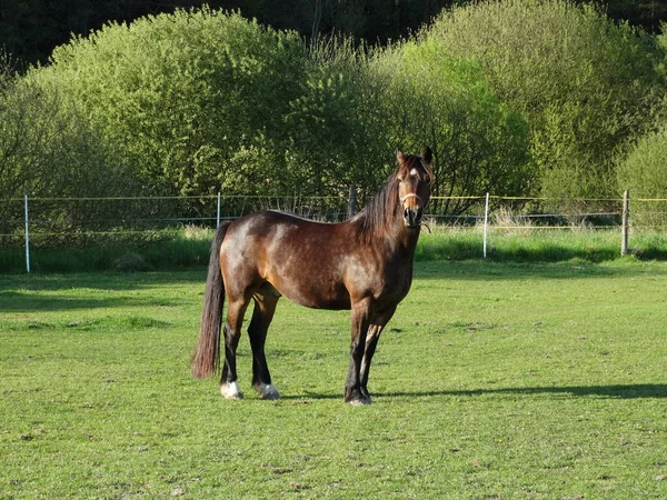 Vacker Walesisk Kolv Avsnitt Valack Sin Hage — Stockfoto