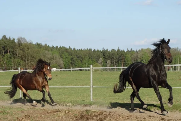 Dva Koně Šťastní Pastvinách Černý Kůň Hnědák — Stock fotografie