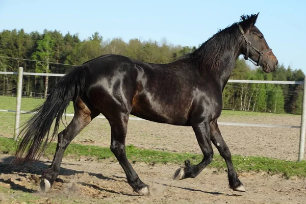 牧草地で大きな黒い馬が幸せ — ストック写真