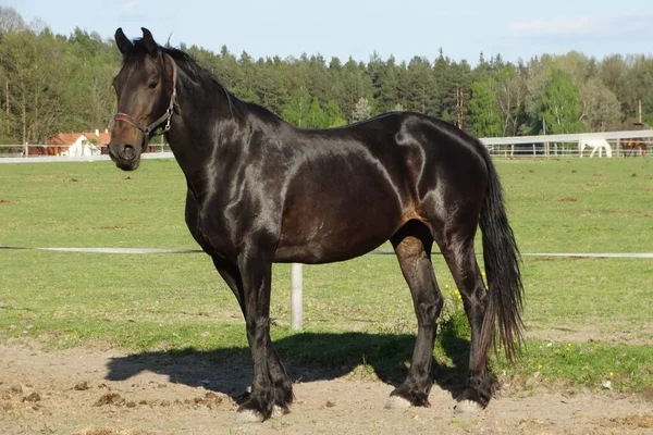 Gran Caballo Negro Feliz Pasto —  Fotos de Stock