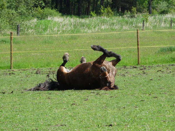 Όμορφη Welsh Cob Τμήμα Gelding Έξω Στο Βοσκοτόπι Του — Φωτογραφία Αρχείου