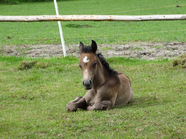 Vackert Litet Föl Ute Betesmark Vår — Stockfoto