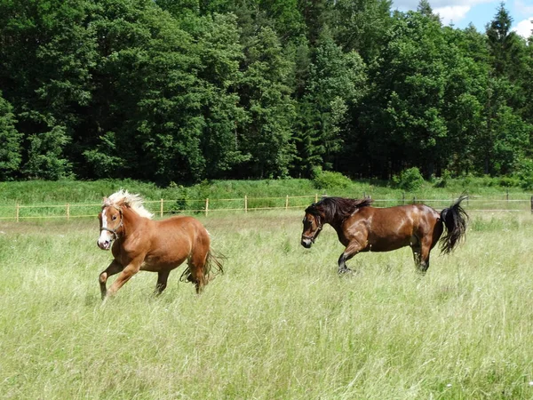 牧草地で幸せな馬の群れ — ストック写真