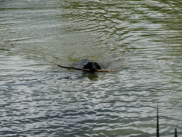 黒い犬が池を泳いで木の棒に到達し — ストック写真