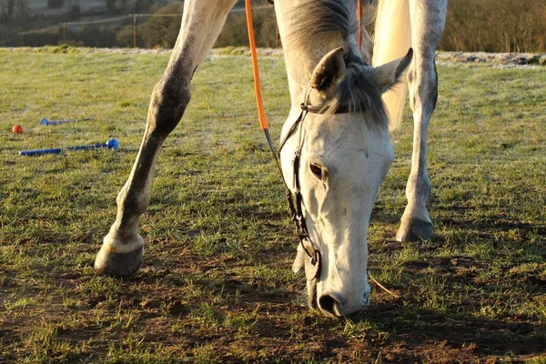 Γκρι Άλογο Τρώει Ένα Χορτάρι Μετά Την Άσκηση — Φωτογραφία Αρχείου