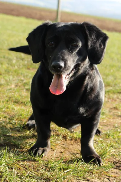 Μαύρο Σκυλάκι Έξω Στην Αγροτική — Φωτογραφία Αρχείου