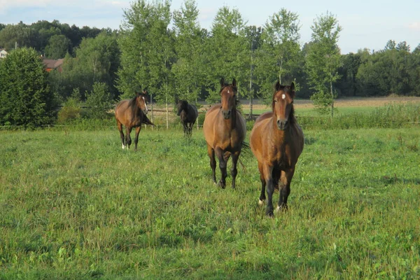 牧草地を走る馬の群れ — ストック写真