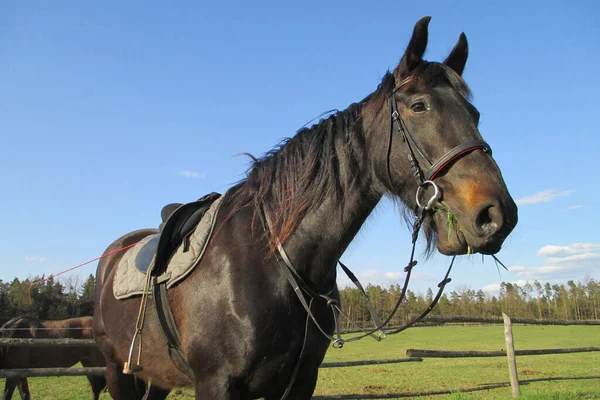 Красивая Чёрная Лошадь — стоковое фото