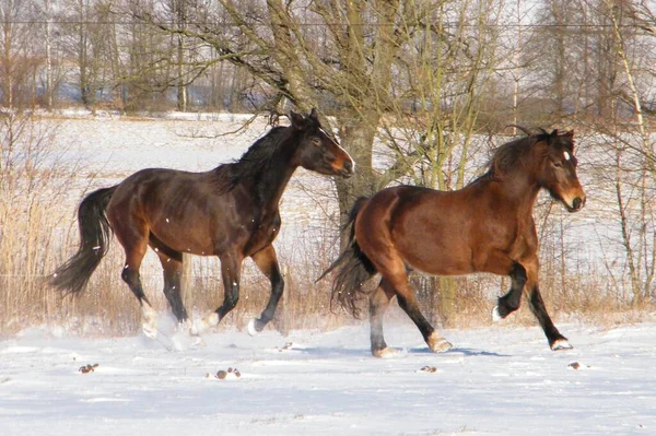 Cavalos Inverno — Fotografia de Stock